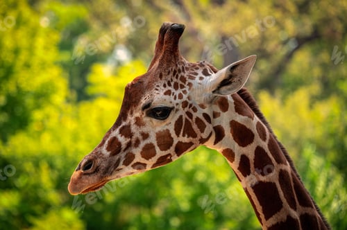 Preview: Closeup side portrait of a giraffe's head with a lush, sunny blurred background