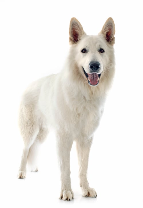 Preview: Swiss shepherd