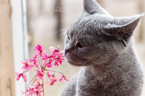 Preview: Charming Grey Cat Sniffs Delicate Pink Flowers