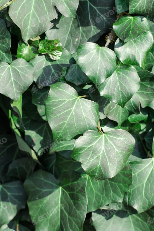 Preview: Green ivy leaves close up. Hedera helix