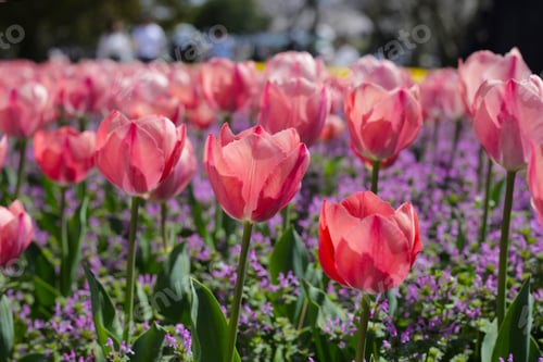 Preview: Beautiful tulip flower garden. The Expo 70 Commemorative Park, Osaka, Japan