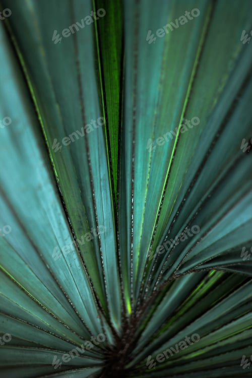 Vibrant Green Palm Fronds Against Dark Background