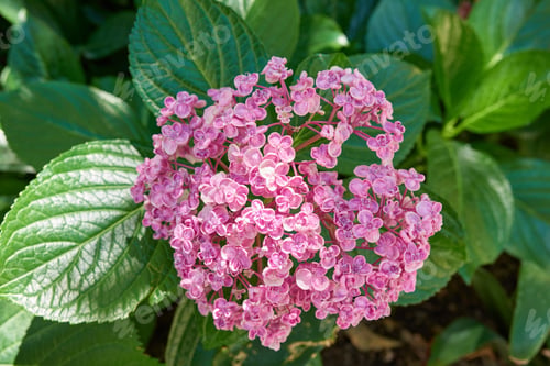 Preview: Summer garden