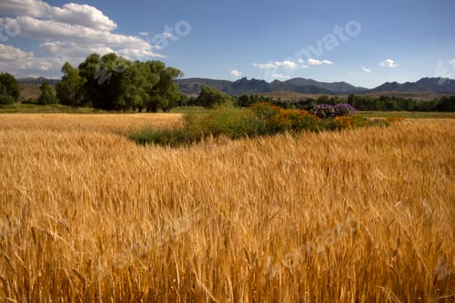 Preview: Wheat Field