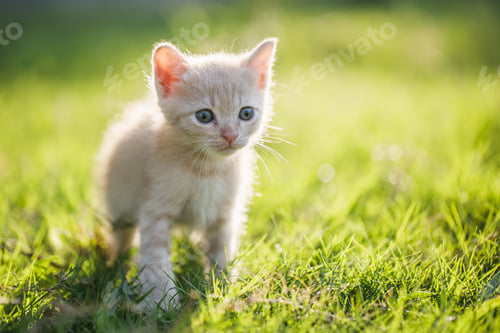 Preview: cute and naughty of kitten or cat concept. pet animal. Cat crossbreed
