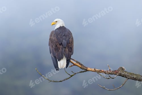 Preview: Bald eagle on branch on foggy day.
