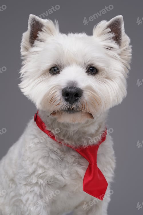 Preview: Funny white terrier doggy with red necktie isolated on gray
