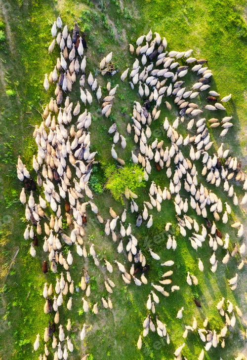 Preview: Aerial view at the sheeps herd. Landscape with animals from drone. View from air at the farmland.