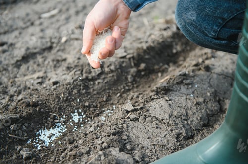 Preview: Farmer's hand planting seed in soil