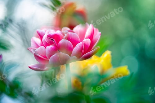 Preview: Pink Tulip flower in garden. Beautiful tulip flower on blurred green background