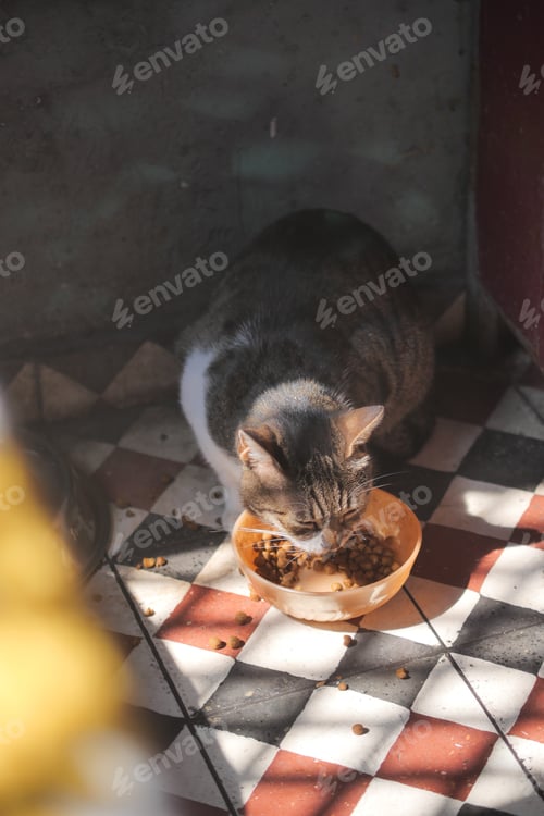 Preview: Cat enjoying food in a cozy indoor setting during daylight