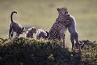Preview: Little cheetah standing on its feet and hugging its mother while the other cheetahs stand beside