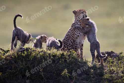 Preview: Little cheetah standing on its feet and hugging its mother while the other cheetahs stand beside