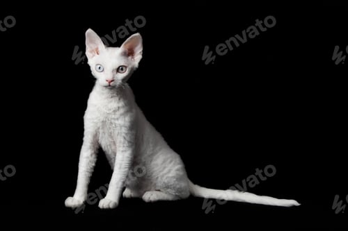 Preview: Devon Rex on black background