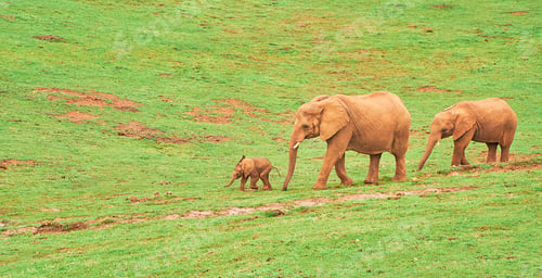 Preview: Elephant family walking together. Father, mother and baby elephant enjoying their day on the meadow