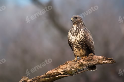 Preview: Common buzzard sitting on branch in autumn forest.