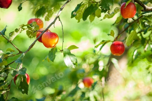 Preview: red apples on a tree in the garden. Apple harvest.