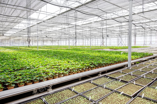 Preview: Green plants growing in the greenhouse