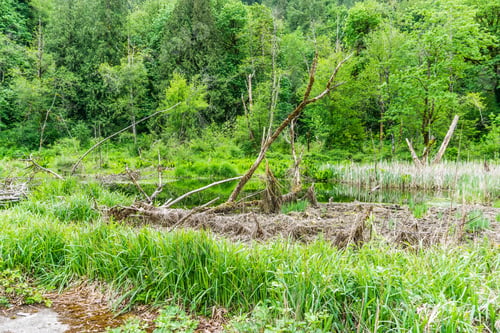Preview: A Vewi Of A Swampy Area Of Flaming Geyser State Park In Washington State.