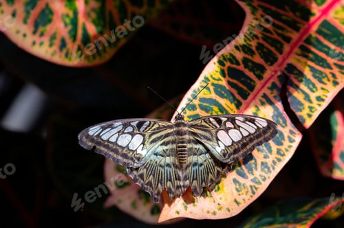 Preview: Closeup shot of a beautiful Parthenos sylvia butterfly perched upon Codiaeum foliage