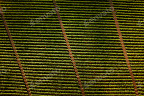 Preview: Vineyards, a suggestive aerial image over a vineyards in an amazing landscape,