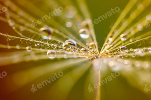 Preview: Abstract dandelion flower background. Seed macro closeup. Soft focus