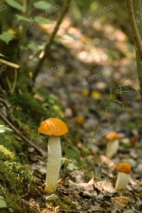 Preview: There are a lot of wild aspen mushrooms growing in the forest. Mushrooms in the forest.