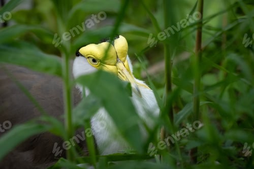 Preview: Masked Lapwing bird stands in a lush, green grass