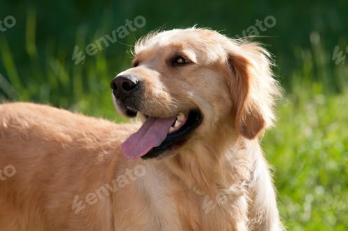 Preview: golden retriever, dog, pet, retriever
