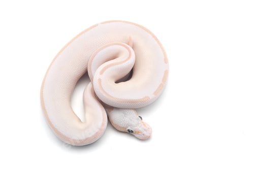 Preview: Snake Ball python isolated on white background