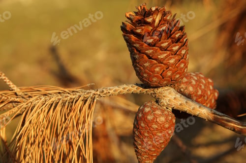 Preview: Pine Cone