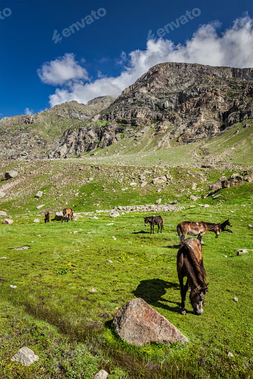 Preview: Horses grazing in Himalayas