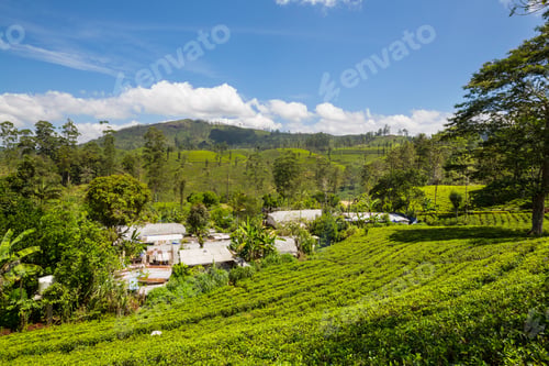 Preview: Tea plantation