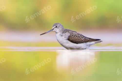 Preview: Common greenshank walking in shallow coastal water of Waddensea.