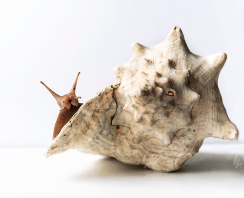 Preview: Large Achatina snail on giant empty shell on white background Tropical land mollusc Achatina fulica