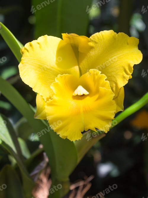 Preview: yellow orchid flower