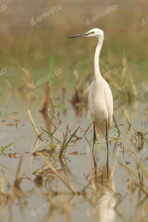 Preview: Small little egret stands in a shallow body of water, nibbling away at the lush green grass