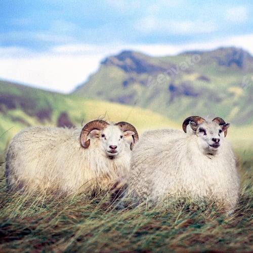 Preview: Icelandic sheeps