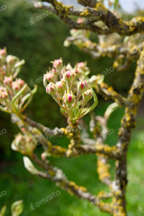 Preview: Closeup of flower buds grown on a tree in the garden