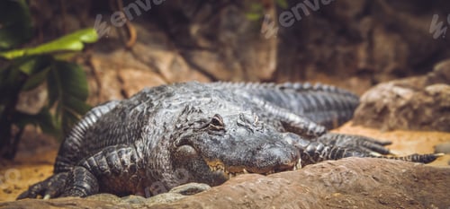 Preview: Alligator in the zoo