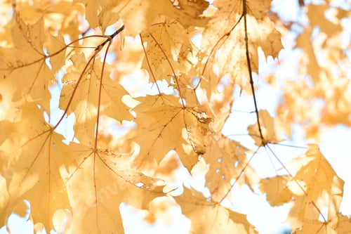 Preview: Yellow maple leaves against sunlight. Wallpapers, textures, backgrounds
