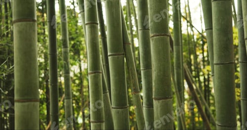 Preview: Bamboo, forest and plants in sustainable environment, nature landscape and reeds in outdoors. Calmi