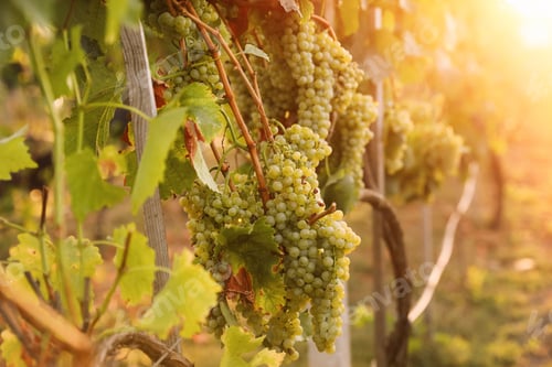 Preview: Delicious ripe grapes in vineyard. Harvest season