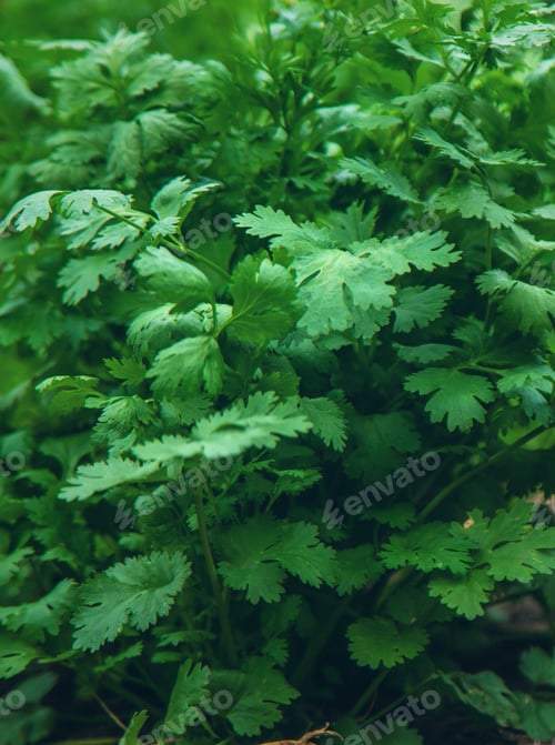 Preview: Cilantro harvest in the garden. Selective focus.