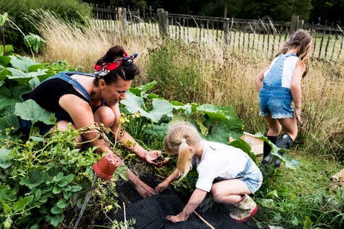 Preview: Woman and two girls in a vegetable garden, harvesting potatoes.