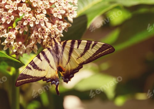 Preview: Butterfly