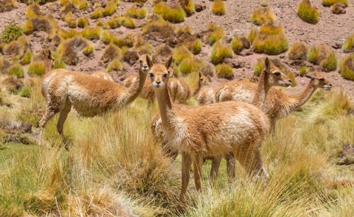 Preview: Vicuna