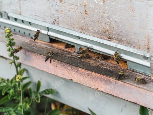 Preview: Closeup shot of honey bees coming out of its hive - beekeeping concept