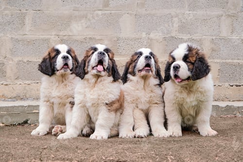 Preview: Four little saint Bernard puppies sitting outdoors