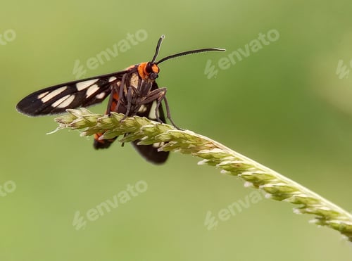 Preview: Tiger moth